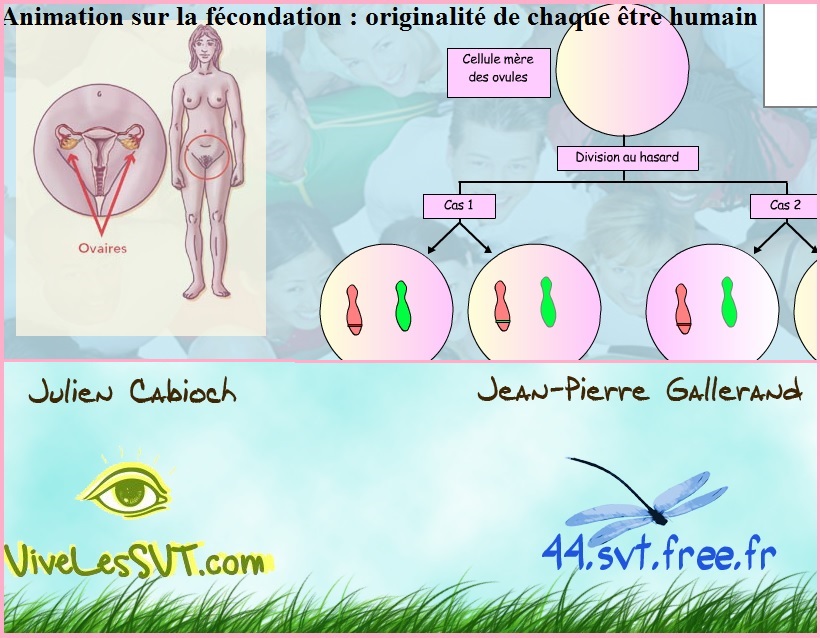 ou se fait la rencontre des cellules reproductrices humaines