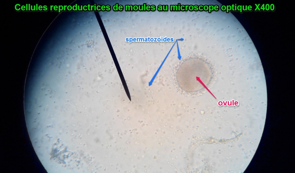 La reproduction sexuée des êtres vivants Vive les SVT Les sciences