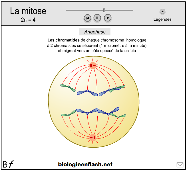 Les Divisions Cellulaires Des Eucaryotes Et La Réplication De Ladn Vive Les Svt