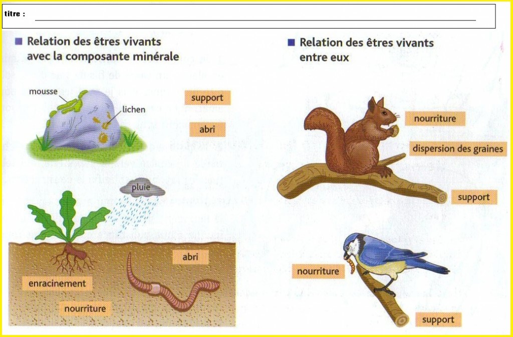 Relation Entre Les êtres Vivants Vive Les Svt Les Sciences De La Vie Et De La Terre Au 