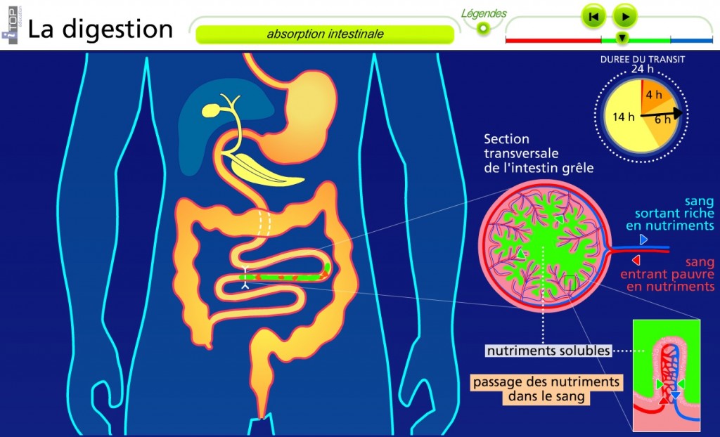 animation digestion SVT 5ème fonctionnement du corps humain | Vive les ...