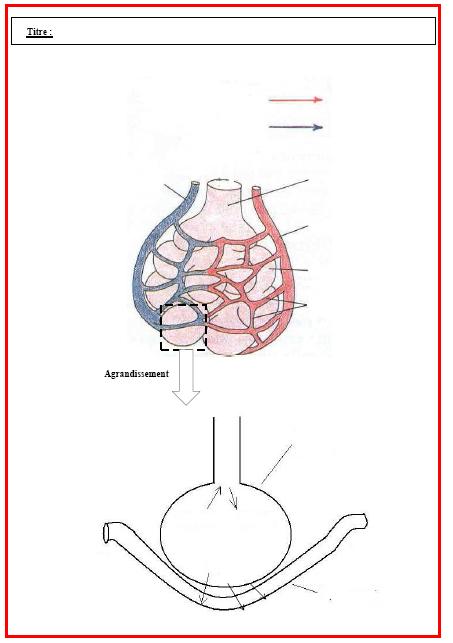 appareil respiratoire  Appareil respiratoire, Organes corps humain,  Exercice cm1