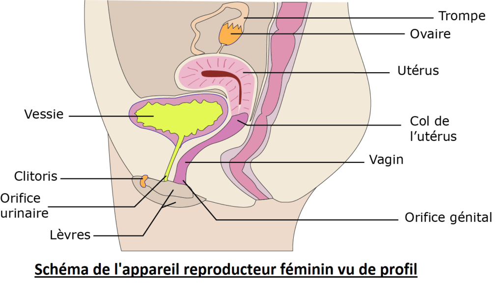 Devenir Une Femme Devenir Un Homme Vive Les Svt Les Sciences De La Vie Et De La Terre Au 