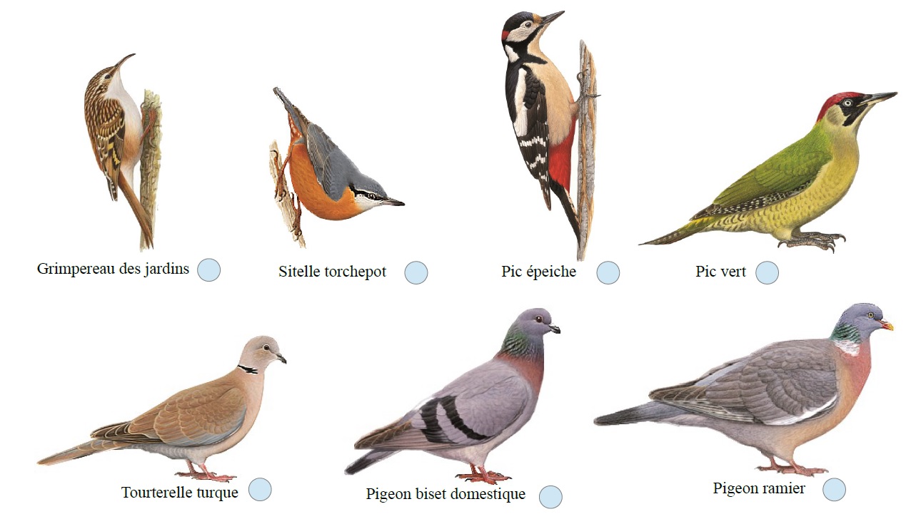 Comment l'observation des oiseaux par des amateurs participe à la science -  Brioude (43100)