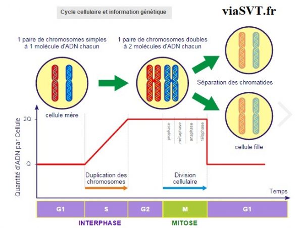 Cycle Cellulaire Et Information G N Tique Svt Re S Vive Les Svt Les Sciences De La Vie Et