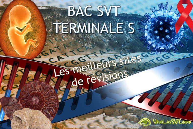 R Visions Bac Svt Sujets Vive Les Svt Les Sciences De La Vie