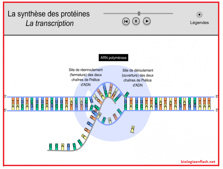 transcription synthèse des protéines SVT 1ère S  Vive les SVT ! Les