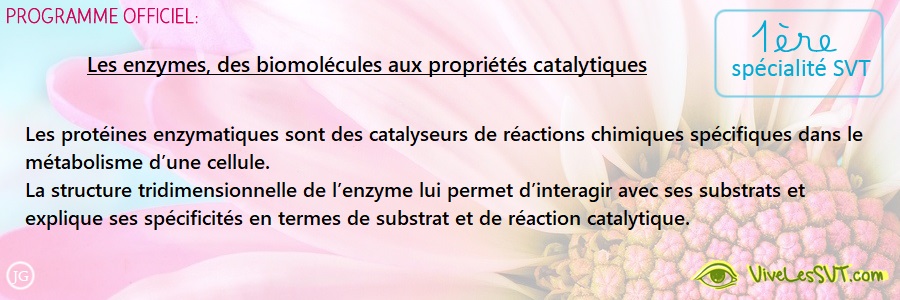 structure et fonction des enzymes